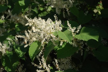 Uzak Doğu Japon karabuğday (Reynoutria japonica)  