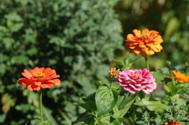 Zinnia (Latin: Znnia) is a genus of annual and perennial plants in the Asteraceae family.