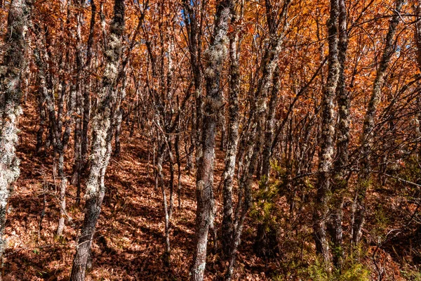 Floresta de faia em tempo de outono um dia ensolarado — Fotografia de Stock