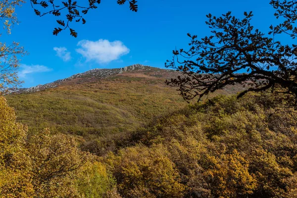 Beech forest in Autumn time a sunny day — Stock Photo, Image