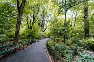 Ağaçlar Central Park'ta çevrili patika