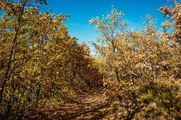 Стежка в буковому лісі в осінній час — стокове фото