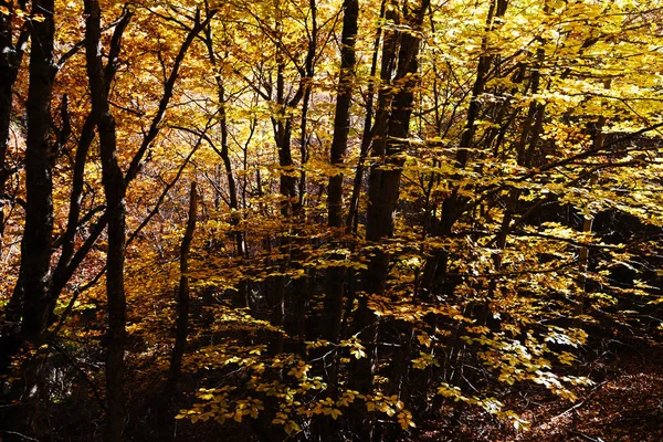 Buchenwald im Herbst ein sonniger Tag — Stockfoto