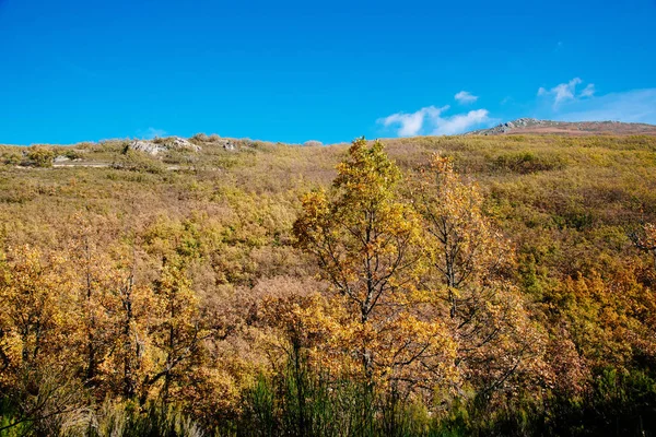 Bokskog på hösten tid en solig dag — Stockfoto