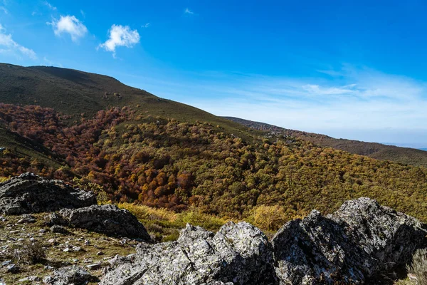 Beech forest in Autumn time a sunny day — Stock Photo, Image