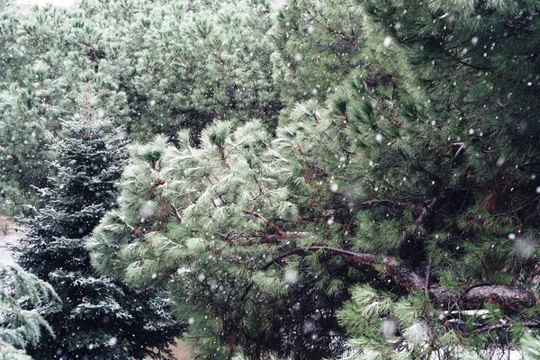 Snow background with branches of pine tree — Stock Photo, Image