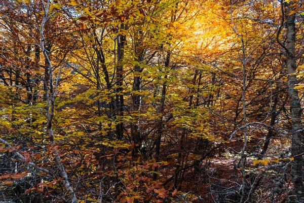 Floresta de faia em tempo de outono um dia ensolarado — Fotografia de Stock