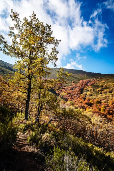 Bela floresta de faia outono um dia ensolarado — Fotografia de Stock