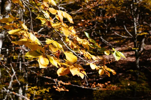 Buk liści w lesie z żółty kolory jesieni — Zdjęcie stockowe
