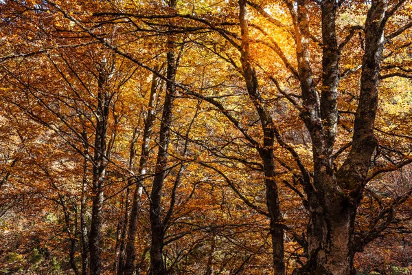 Bosque de haya en otoño un día soleado — Foto de Stock