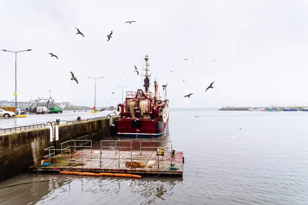 Harbor martılar ile balıkçı teknesi demirleyen — Stok fotoğraf