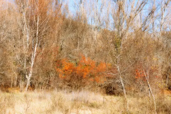 Bela paisagem de outono com fundo de árvores amarelas — Fotografia de Stock