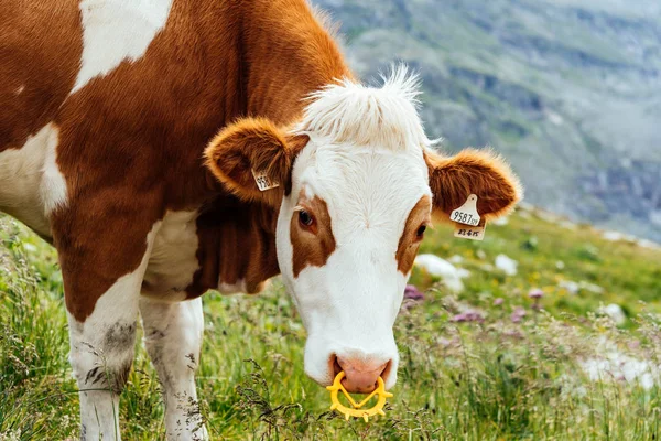 Pascolare di mucca in montagna nelle Alpi austriache — Foto Stock