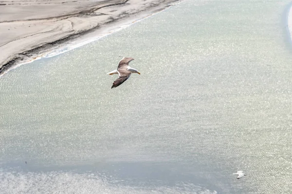 Luftaufnahme von Möwen fliegen auf See — Stockfoto