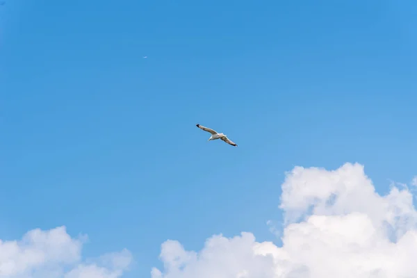 Möwe fliegt mit Kopierraum gegen blauen Himmel — Stockfoto