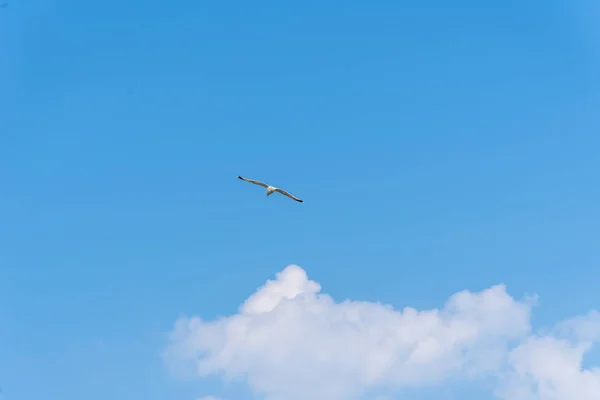 Mavi gökyüzü ile boşaltmak karşı uçan martı — Stok fotoğraf