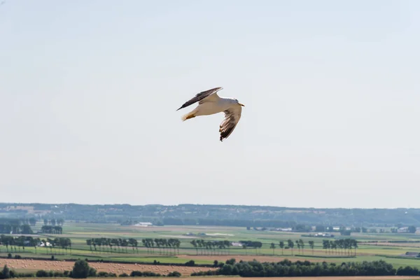 Möwe fliegt am mont saint michel gegen den himmel — Stockfoto