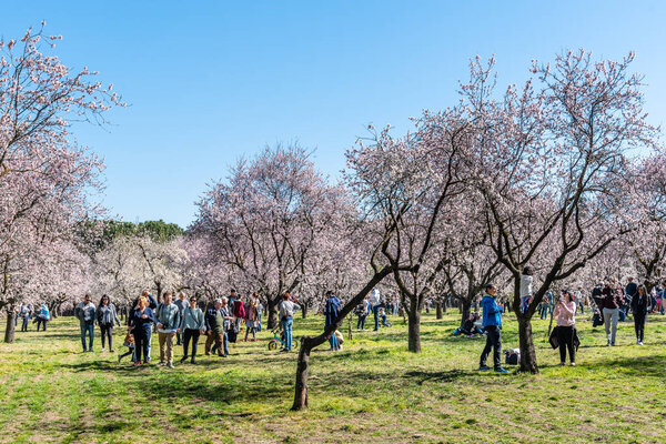 People visiting Almond trees in bloom in Madrid