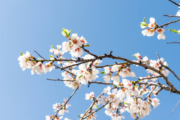 Close up of flowering almond tree