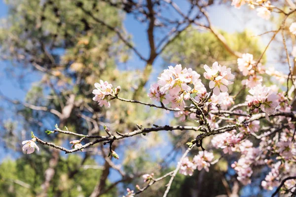Nahaufnahme von blühenden Mandelbäumen — Stockfoto