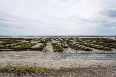 Cancale 'deki istiridye tarlaları sular çekildiğinde