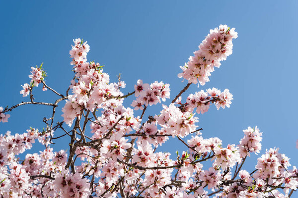 Close up of flowering almond tree