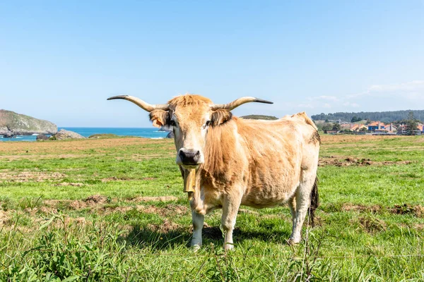 Mucca in un pascolo vicino alla costa — Foto Stock