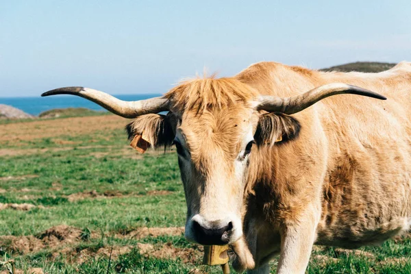 Mucca in un pascolo vicino alla costa — Foto Stock