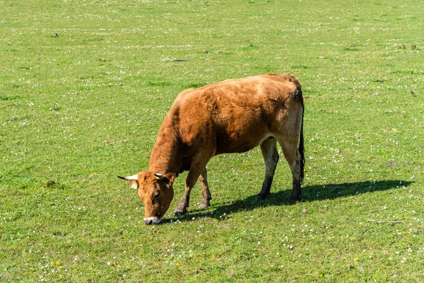 Vacca in un pascolo nelle Asturie — Foto Stock