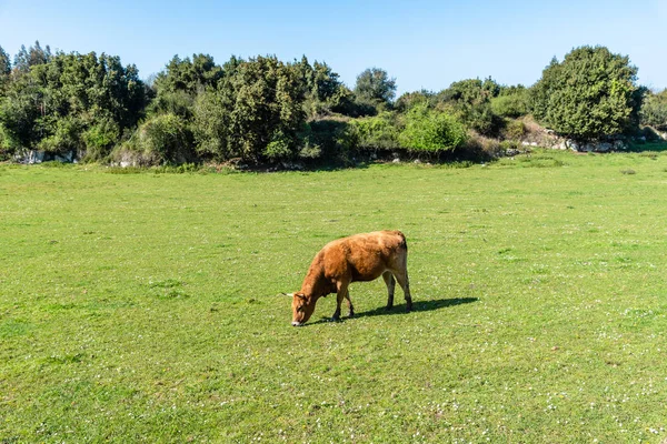 Tehén egy legelő Asturias — Stock Fotó