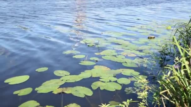 Водяные лилии движутся на речных кадрах — стоковое видео