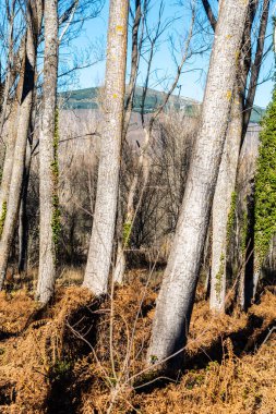 Güzel sonbahar manzarası