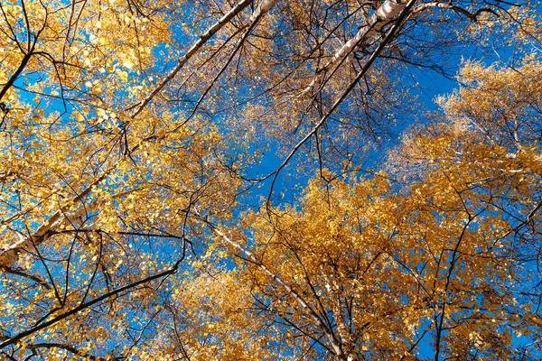 Ramos de árvores coloridas na floresta — Fotografia de Stock