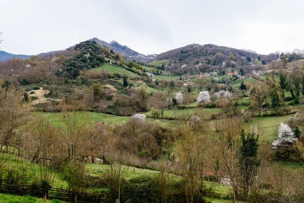 Pittoresca valle verde con mandorli in fiore — Foto Stock