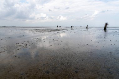 Wadden Denizi 'nde dalgaların çekildiği sahilde sakin ve sakin bir deniz manzarası.