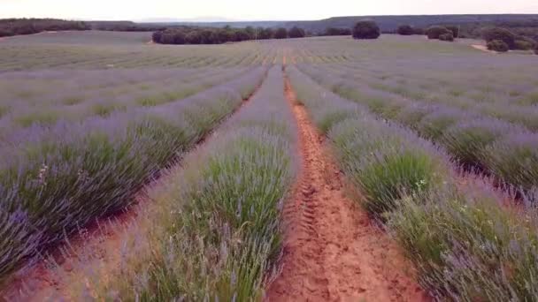 Lavendelfält. Sommar solnedgång landskap i Brihuega, Guadalajara — Stockvideo