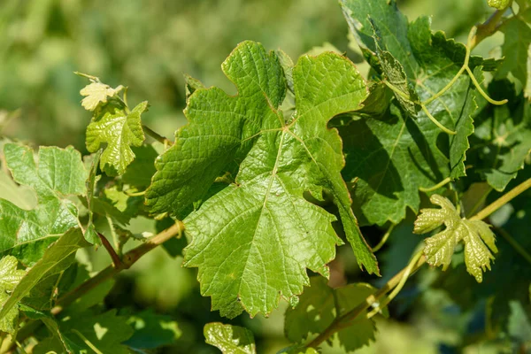 Volledige frame van de tak met groene bladeren van wijnstok — Stockfoto