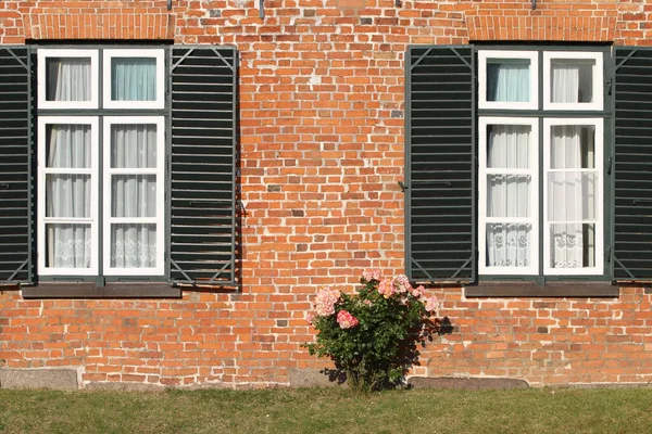 Zwei Alte Fenster Und Eine Rose Die Dazwischen Wächst — Stockfoto