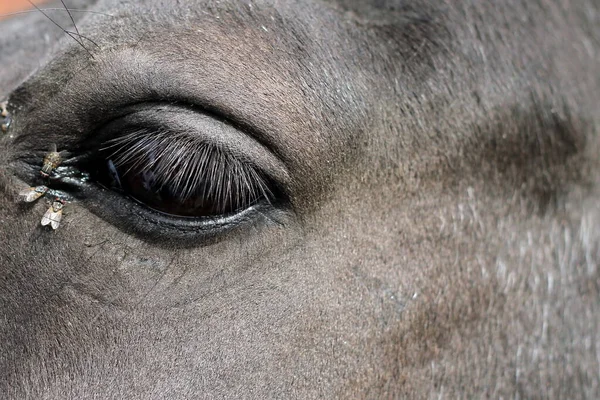 Olho Cavalo Jovem Com Moscas — Fotografia de Stock