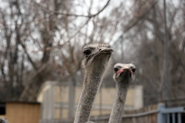 Autruches Dans Zoo Portrait Avec Bokeh — Photo