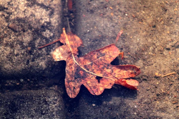 Fallen Leaf Bottom Puddle — Stock Photo, Image