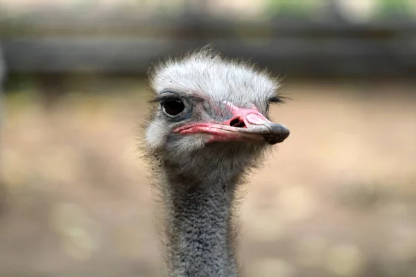 Nahaufnahme Eines Straußes Zoo — Stockfoto