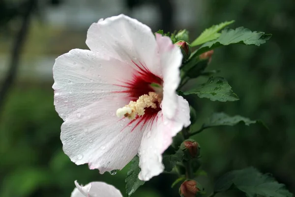 Közeli Kép Egy Gyönyörű Virág Eső Után — Stock Fotó