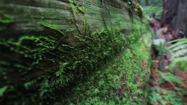 Düşen Sekoya Ağacı Gövdesi Ndeki Lichen Moss Yaklaş Görüntüyü Takip — Stok video