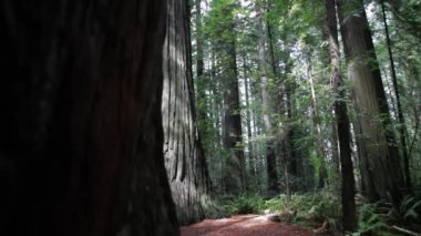 Silhouette Redwood Bagajı, Redwood Ormanı 'yla birlikte solda. Yavaş Dolly Geri