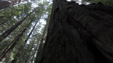Yavaşça Sağa Dönen Kamerayla Sekoya Ağacı Gövdesine Bakıyoruz