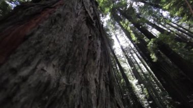 Kızılağaç ağacına bakarken sola kayıyor. Kapat.