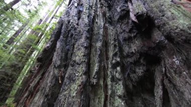 Tepe örtüsünü açığa çıkarmak için Sekoya Ağacının Yavaş Çekimi