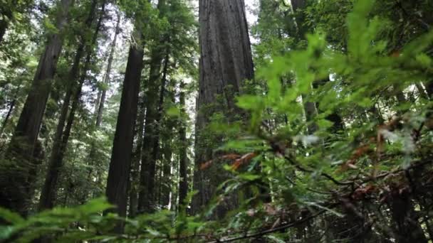 Vista Sob Pequenas Plantas Samambaia Floresta Redwood Baixa Dolly Ângulo — Vídeo de Stock
