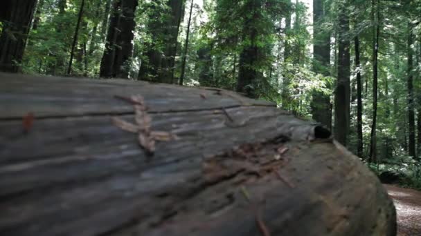 Umgestürzter Baumstamm Eines Mammutbaums Wald Langsamer Vorwärtsgang — Stockvideo